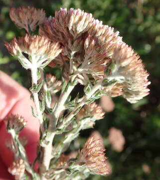 Image of Honey Flowerbush