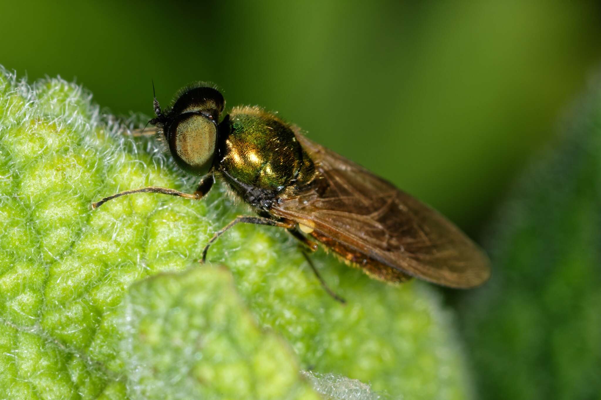 Image of Soldier fly