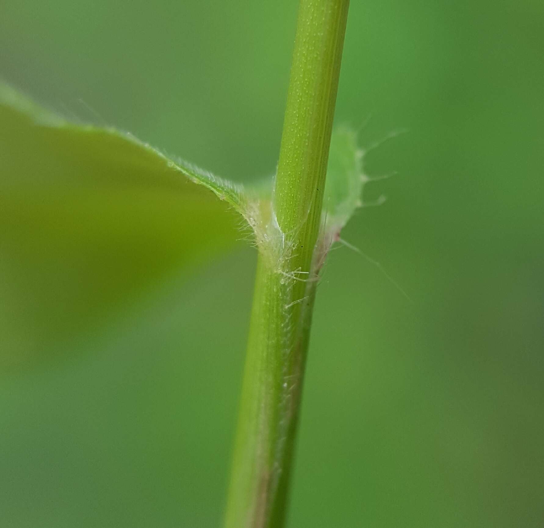 Imagem de Acroceras elegans A. Camus