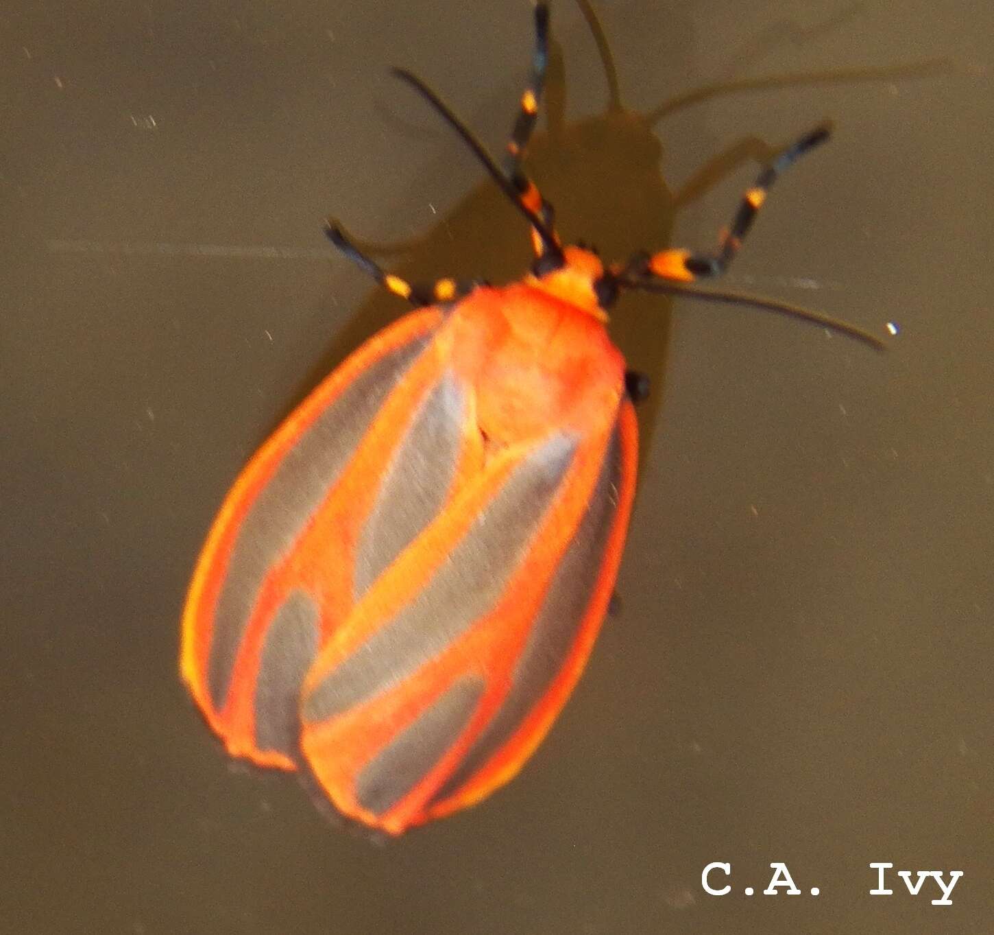 Image of Scarlet-winged Lichen Moth