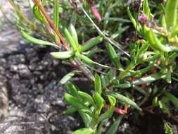 Image of Senecio skirrhodon DC.