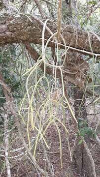 Image of Rhipsalis baccifera subsp. mauritiana (DC.) Barthlott