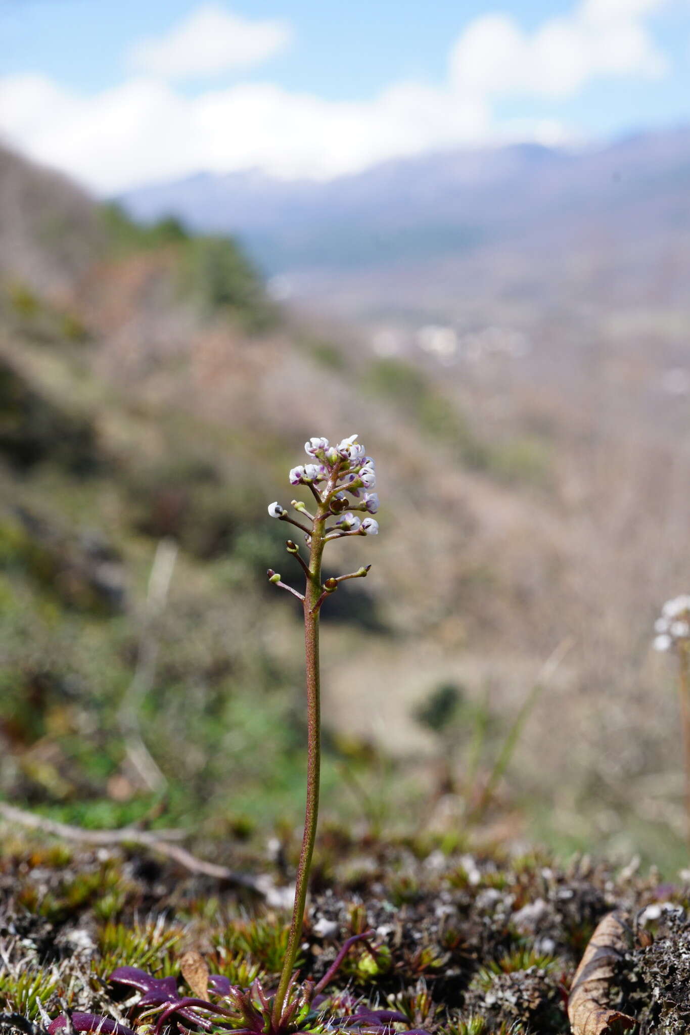 Imagem de Teesdalia coronopifolia (Bergeret ex Steud.) Thell.