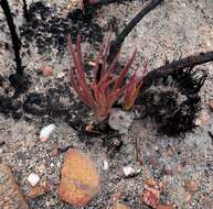 Image of Protea tenax (Salisb.) R. Br.