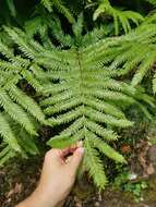 Image of Pteris incompleta Cav.