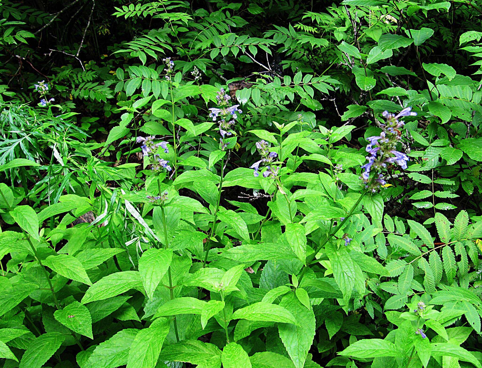 Image of Nepeta manchuriensis S. Moore