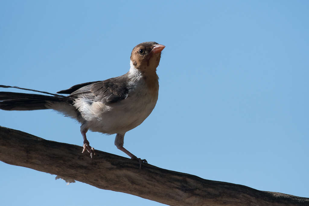 Image of Yellow-billed Cardinal