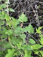 Image of Tucson bur ragweed