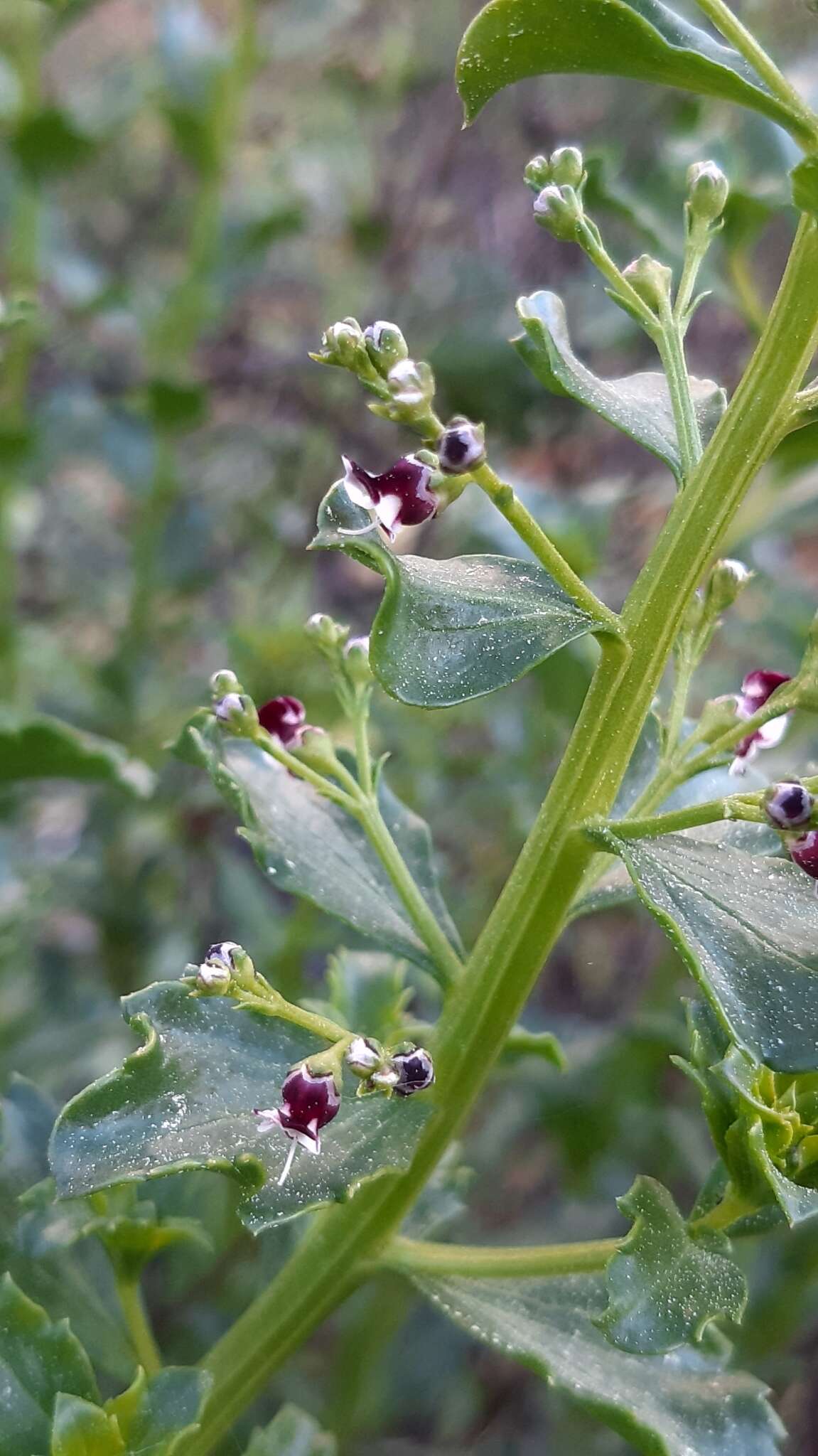 Image of Scrophularia frutescens L.