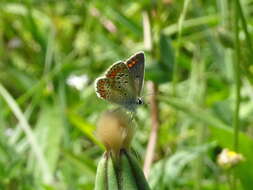 Image of brown argus