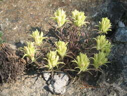 Слика од <i>Castilleja <i>pallescens</i></i> var. pallescens