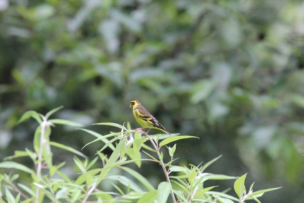 Image of Yellow-breasted Greenfinch