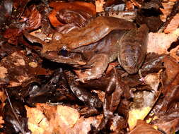 Image of Leptodactylus guianensis Heyer & de Sá 2011