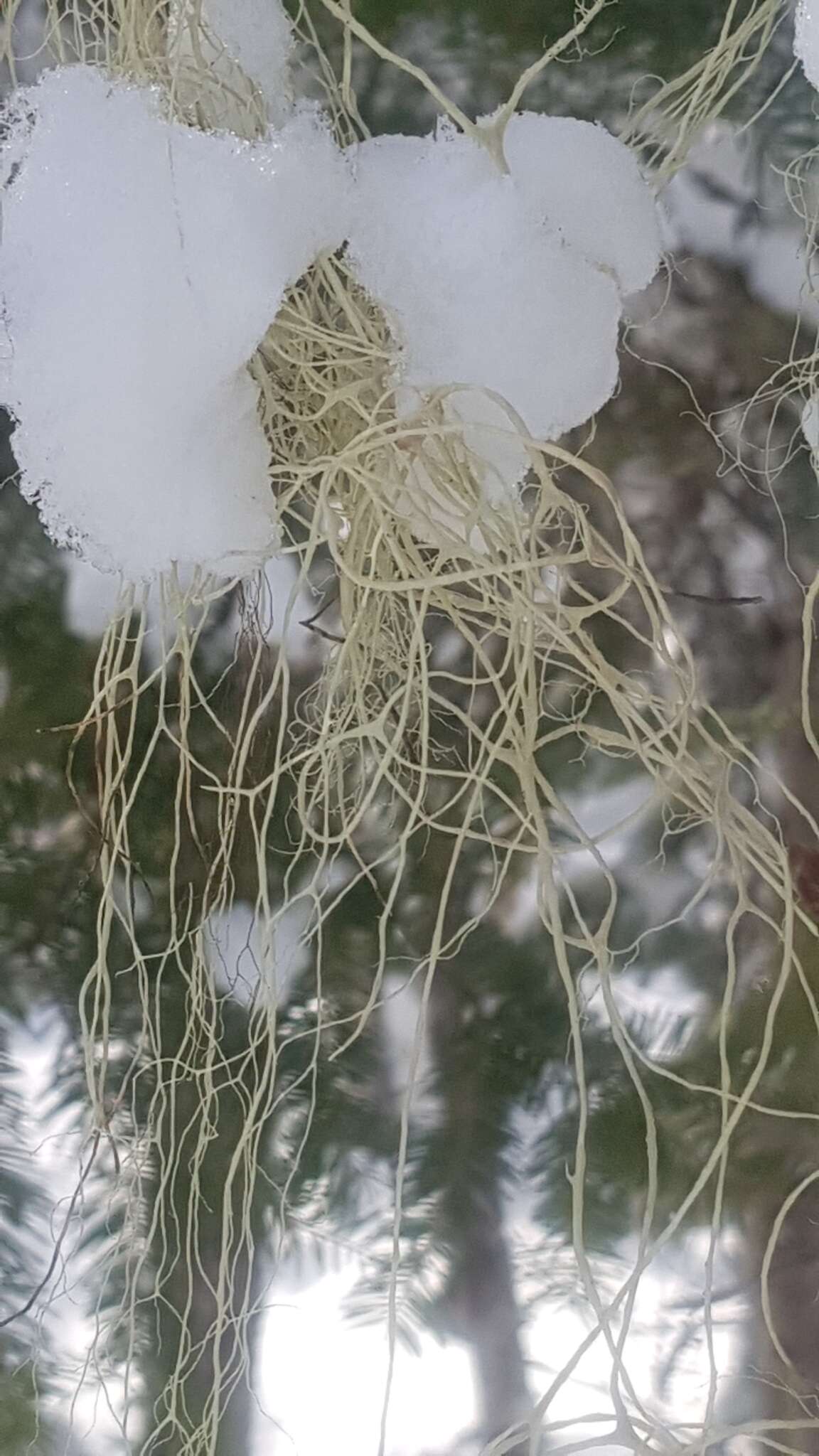 Image of witch's hair lichen