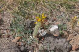 Слика од Dalea prostrata Ortega