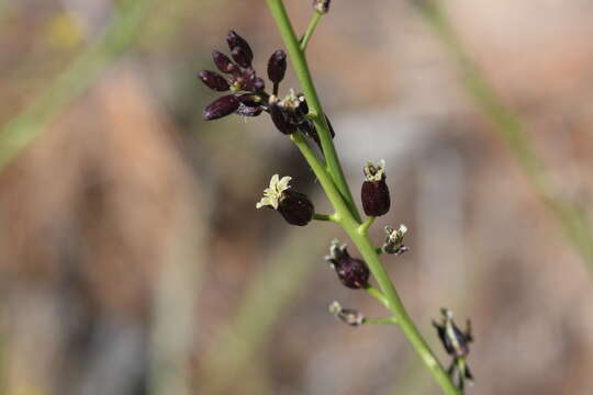 Image of hairy wild cabbage