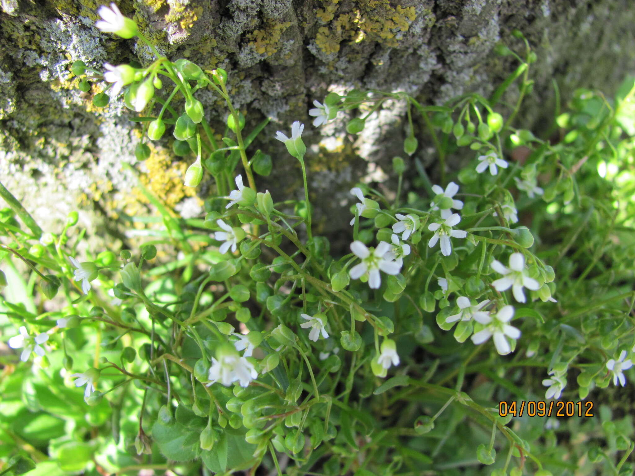 Image of narrowleaf minerslettuce