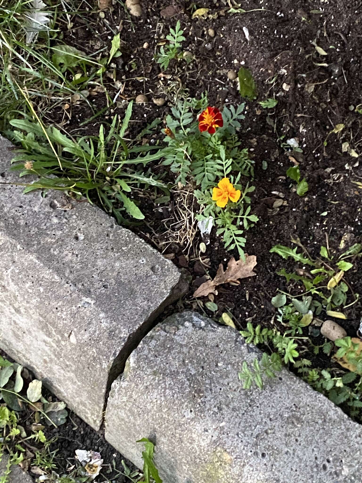 Image of French marigold