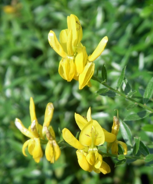 Genista tinctoria (rights holder: Brbol)