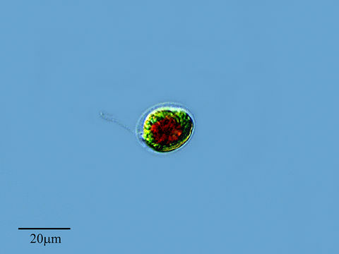 Image of <i>Haematococcus pluvialis</i> Flotow 1844