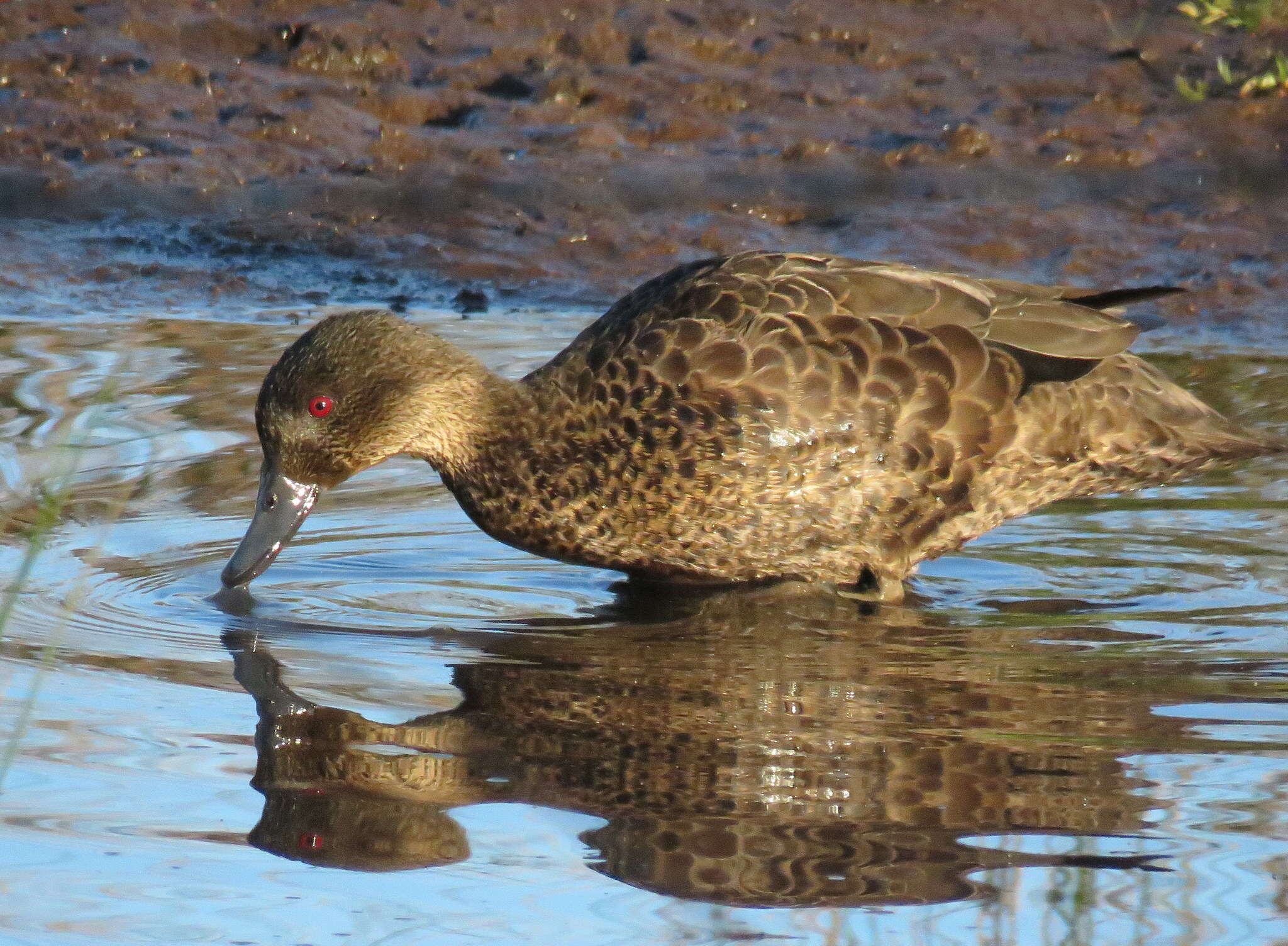 Image of Chestnut Teal