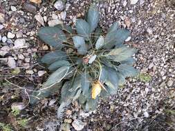 Plancia ëd Oenothera brachycarpa A. Gray