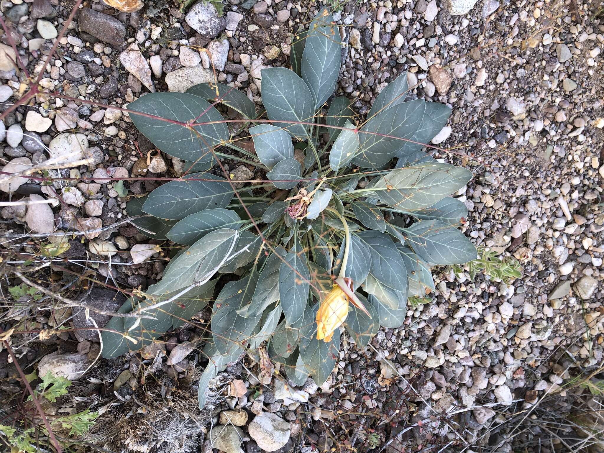 Plancia ëd Oenothera brachycarpa A. Gray