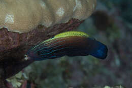 Image of Blacklobe wrasse