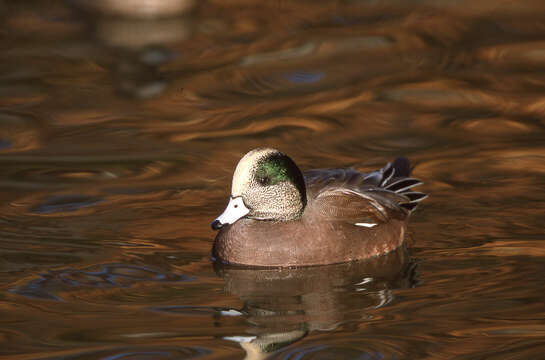 Image of American Wigeon