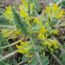 Image of Astragalus fabaceus Bieb.