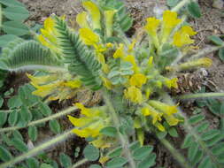 Image of Astragalus fabaceus Bieb.