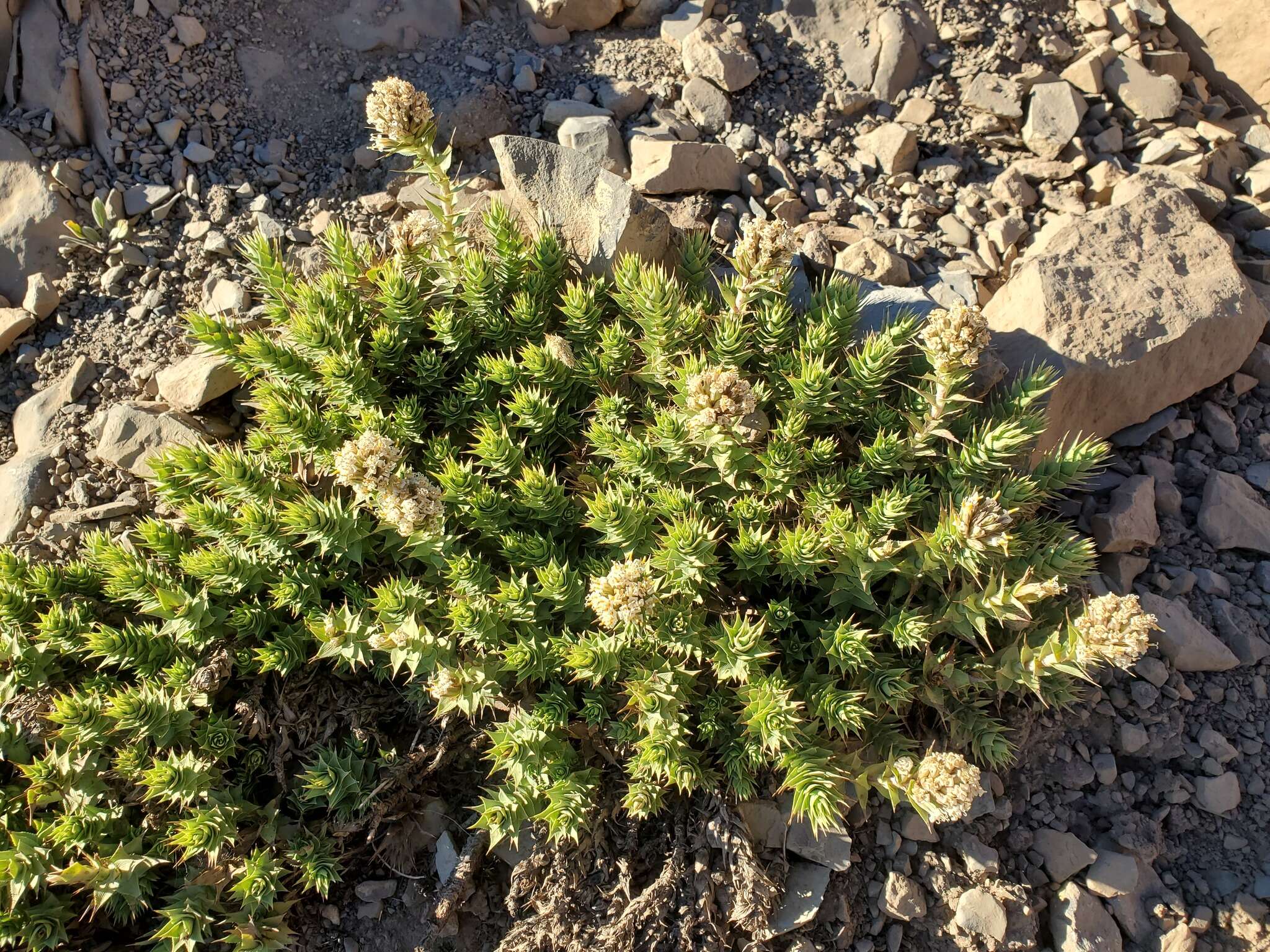 Image of Nassauvia pyramidalis Meyen