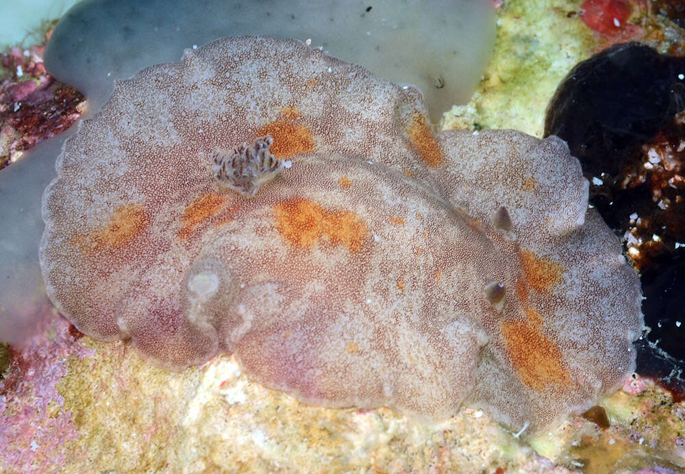 Image of Platydoris cinereobranchiata Dorgan, Valdés & Gosliner 2002