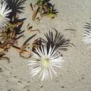 Image of Mesembryanthemum canaliculatum Haw.