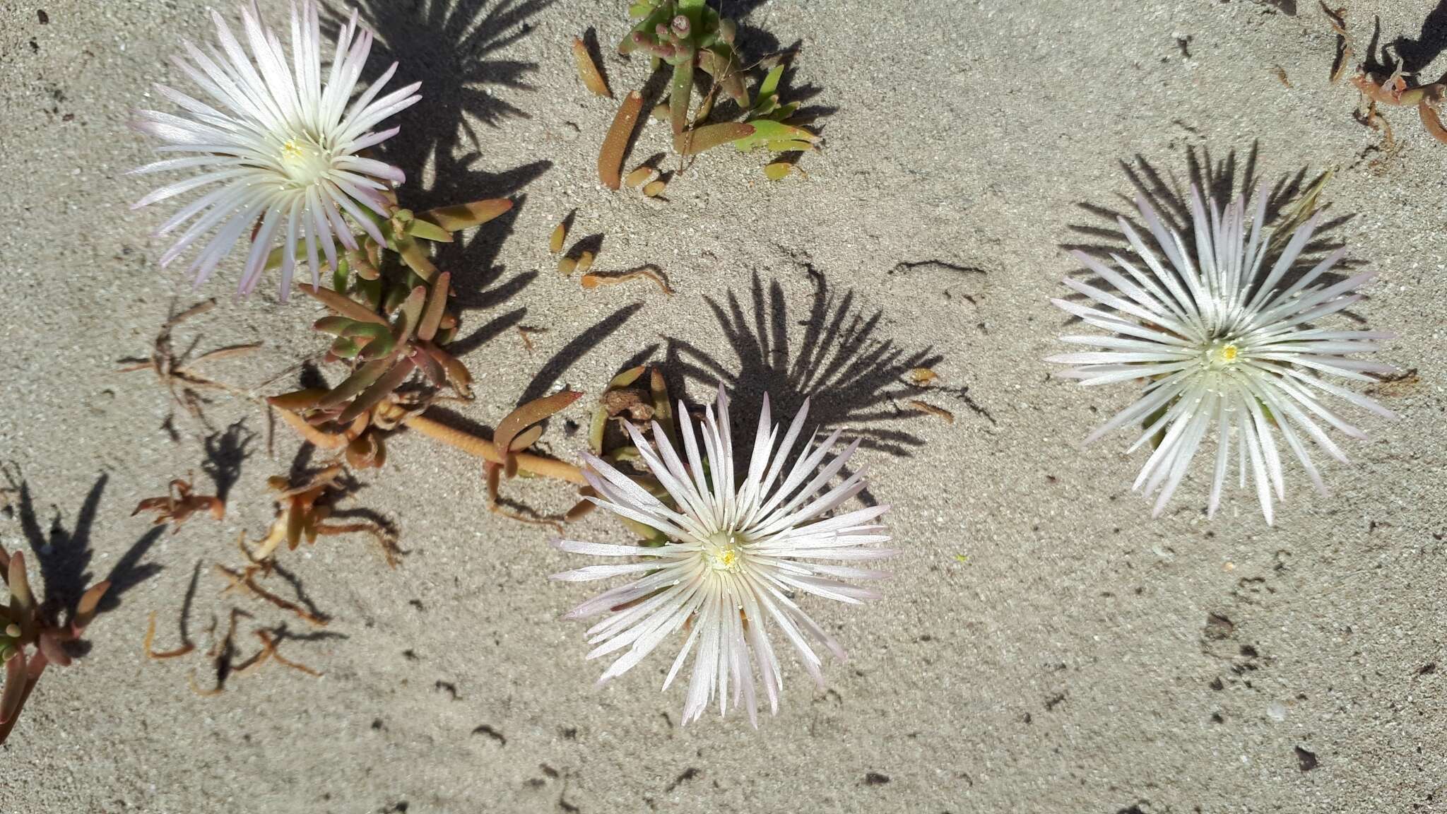 Image of Mesembryanthemum canaliculatum Haw.