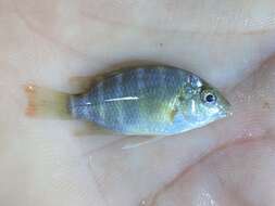 Imagem de Oreochromis schwebischi (Sauvage 1884)