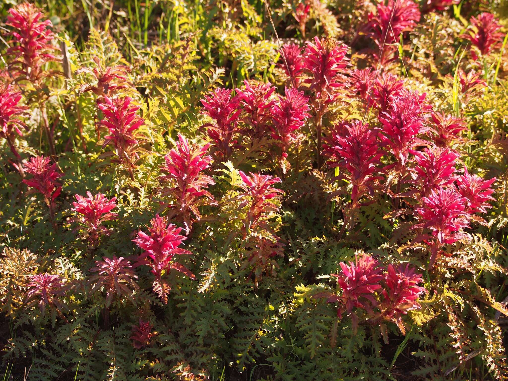 Слика од Pedicularis densiflora Benth.