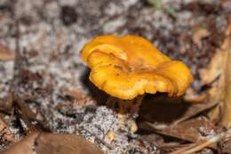 صورة Cantharellus tenuithrix Buyck & V. Hofst. 2011