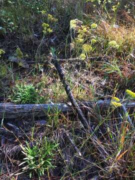 Image of Pineland Rayless-Goldenrod