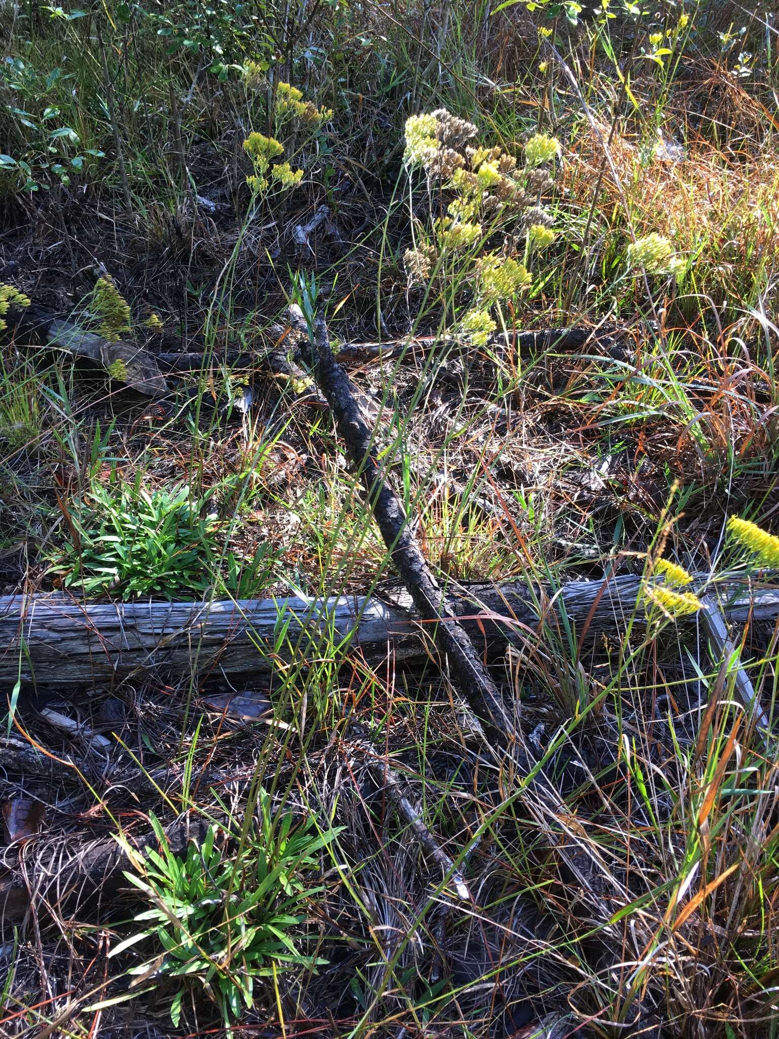 Image of Pineland Rayless-Goldenrod