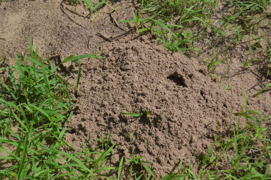 Image of Baird's Pocket Gopher