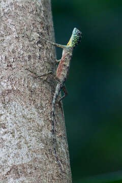 Image of Sulawesi Lined Gliding Lizard