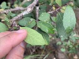 صورة Ilex discolor var. tolucana (Hemsl.) Edwin ex T. R. Dudley