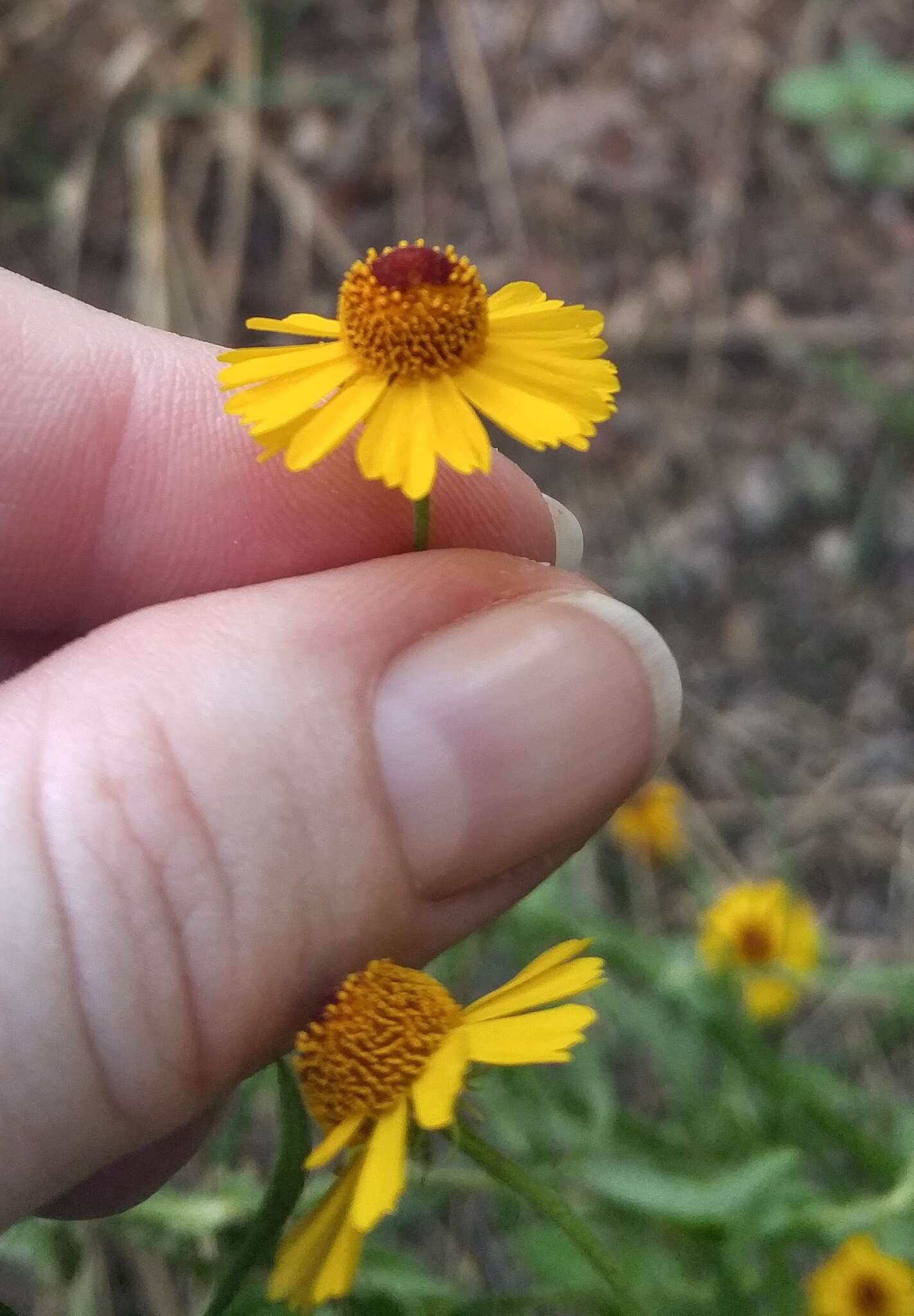 Image of pretty sneezeweed