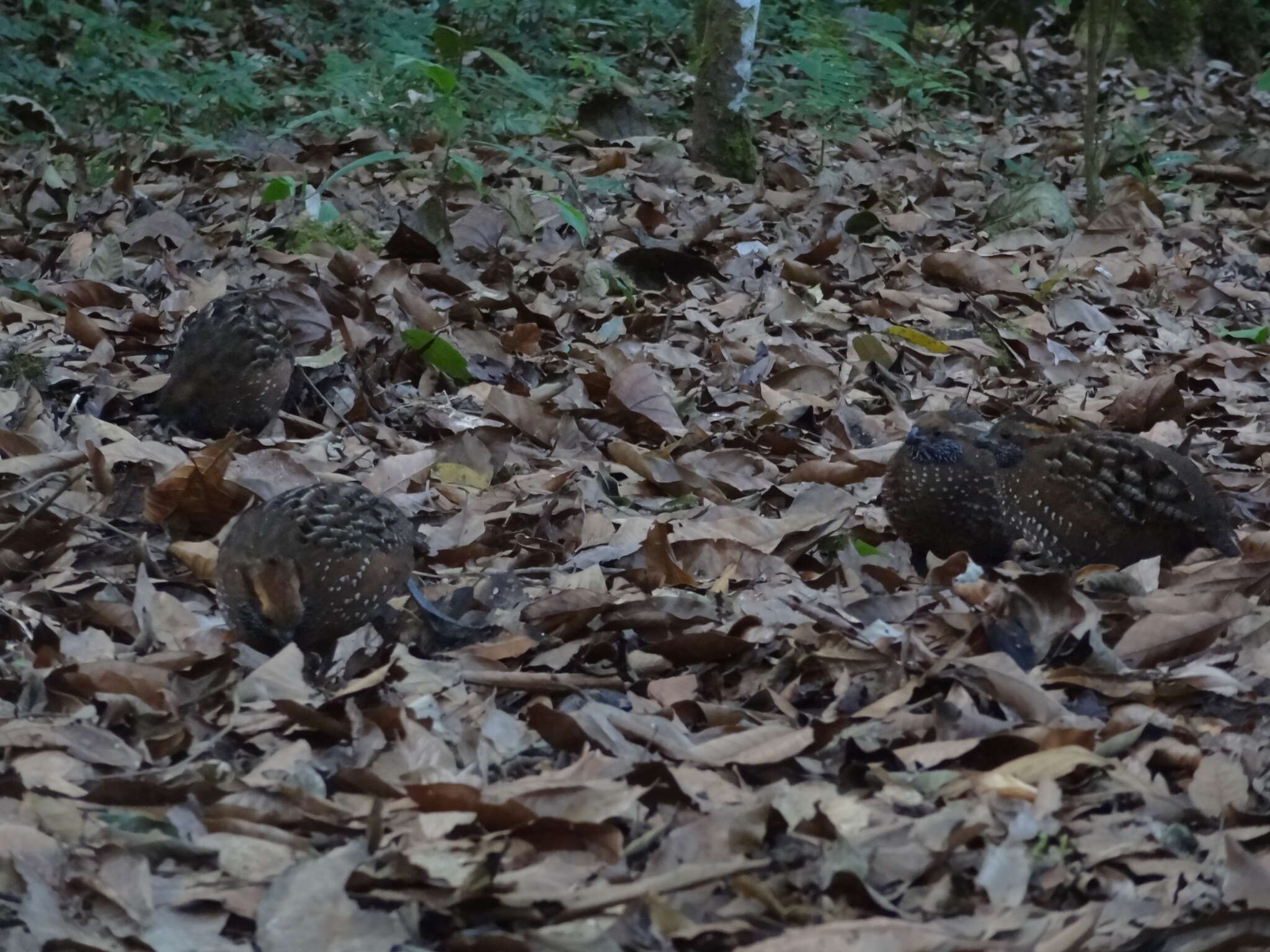 Image of Spotted Wood Quail