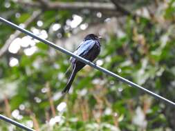 Image de Drongo bronzé