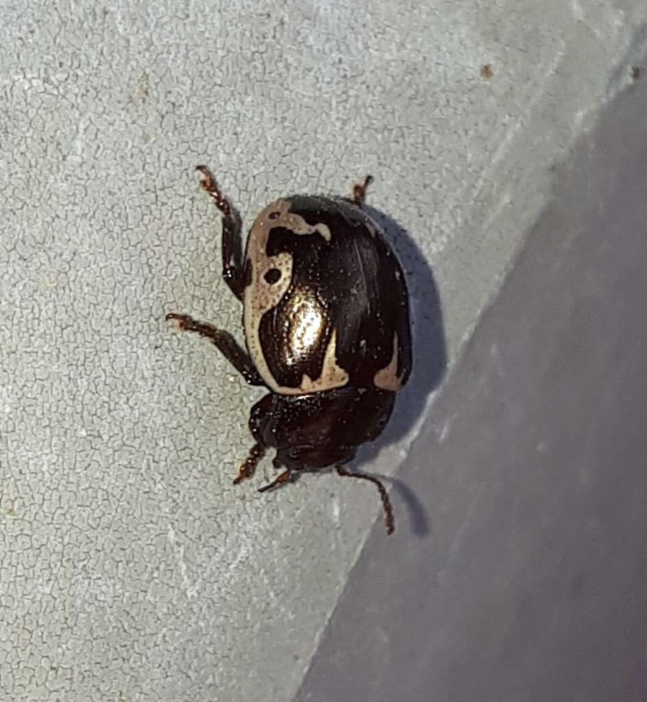 صورة Zygogramma (Zygospila) opifera (Stål 1860)