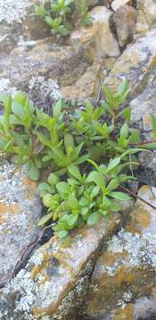 Image of Crassula pubescens Thunb.