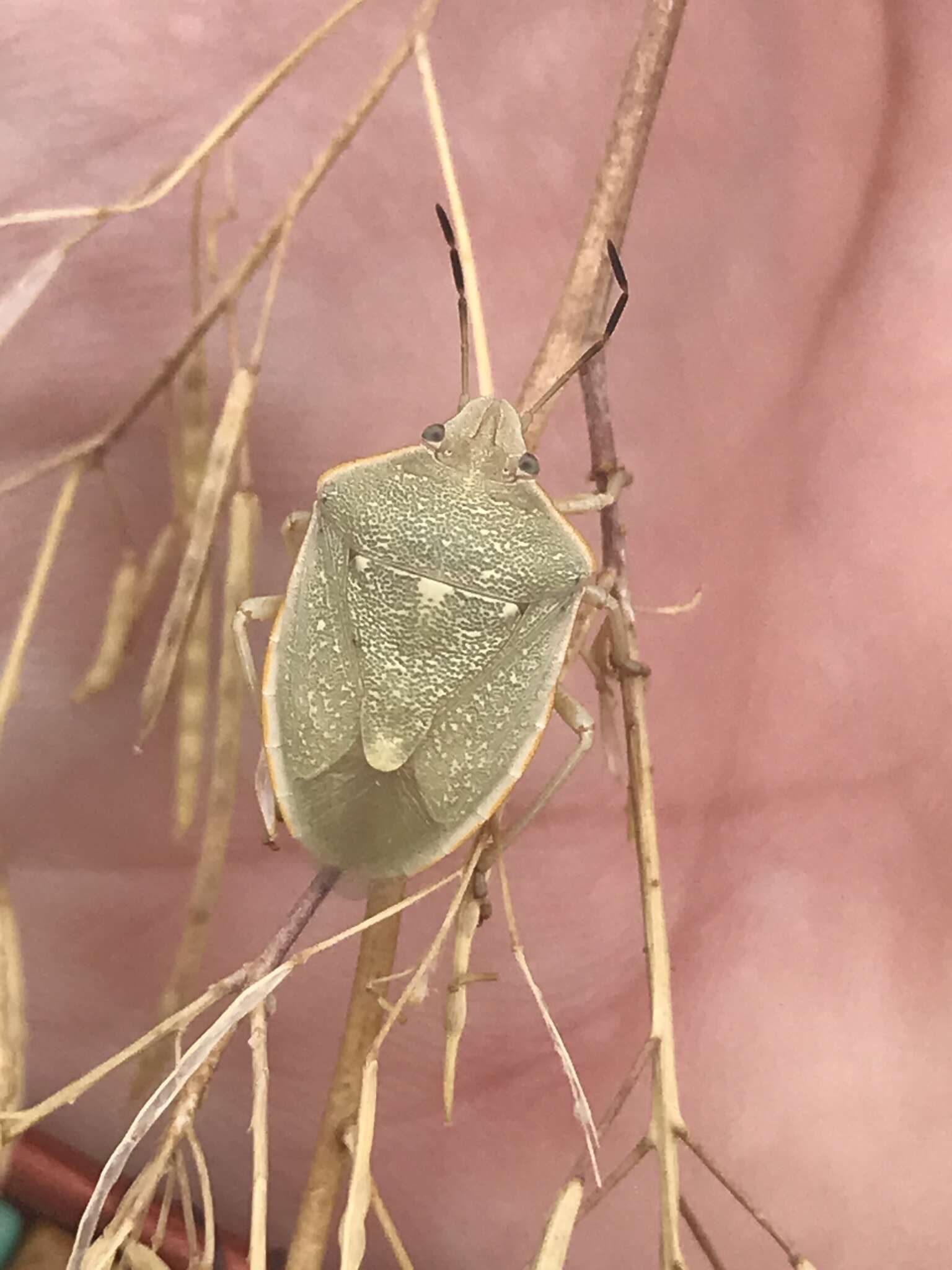 Imagem de Chlorochroa (Chlorochroa) uhleri (Stål 1872)