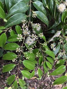 Image of Syzygium levinei (Merr.) Merr. & L. M. Perry